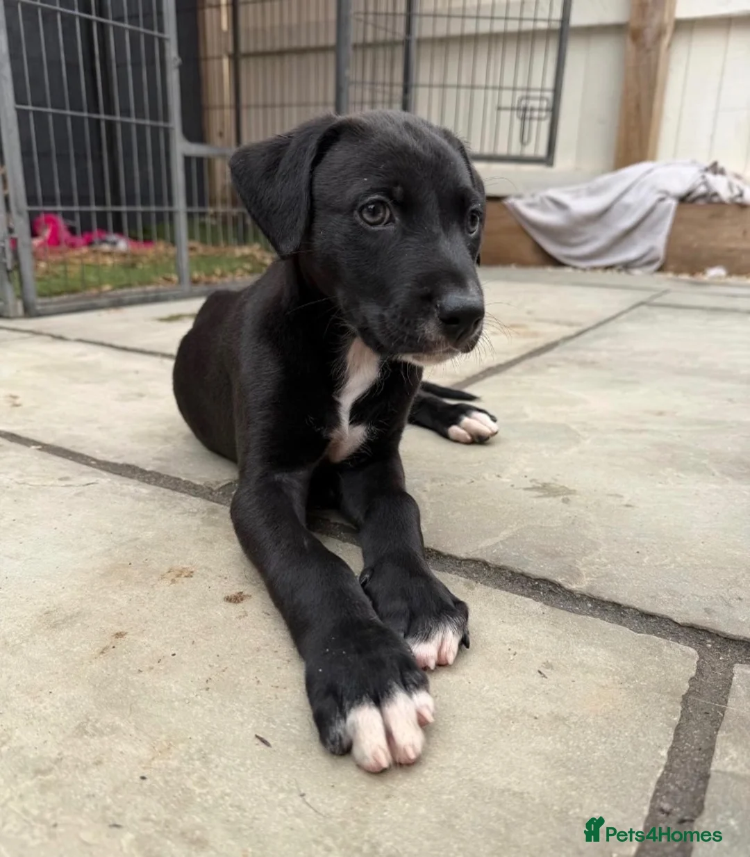 Lurcher dogs for sale: Bull Greyhound - Advert 2
