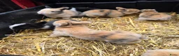 Mixed Breed rabbits for sale: Lionhead x dwarf lop in Grantham - Advert 16