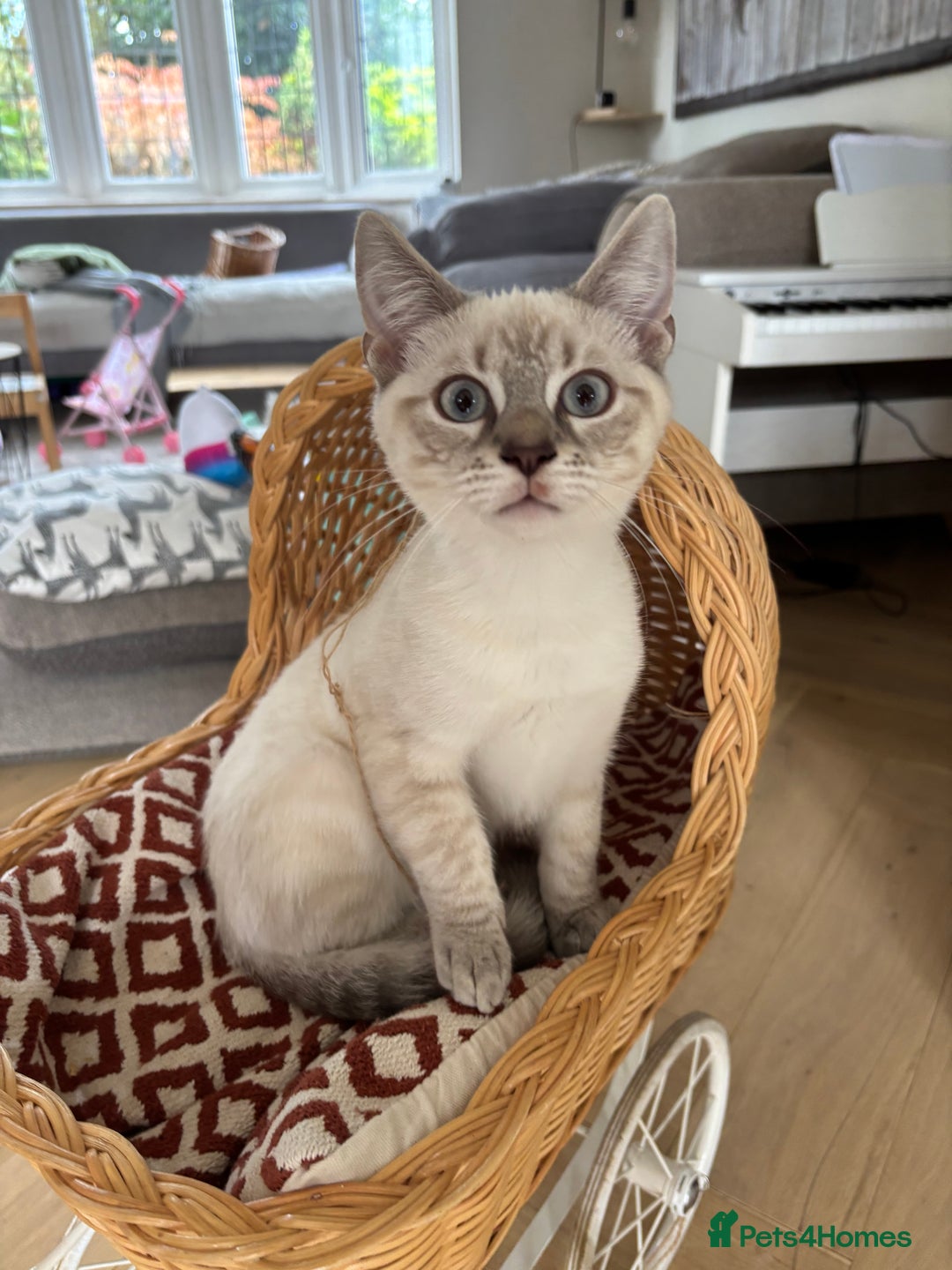 Mixed Breed cats for sale: 5 x gorgeous mixed kittens (4 left) - Image 19