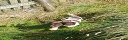 English Springer Spaniel dogs for sale: Gorgeous English Springer Spaniels Puppies - Advert 14