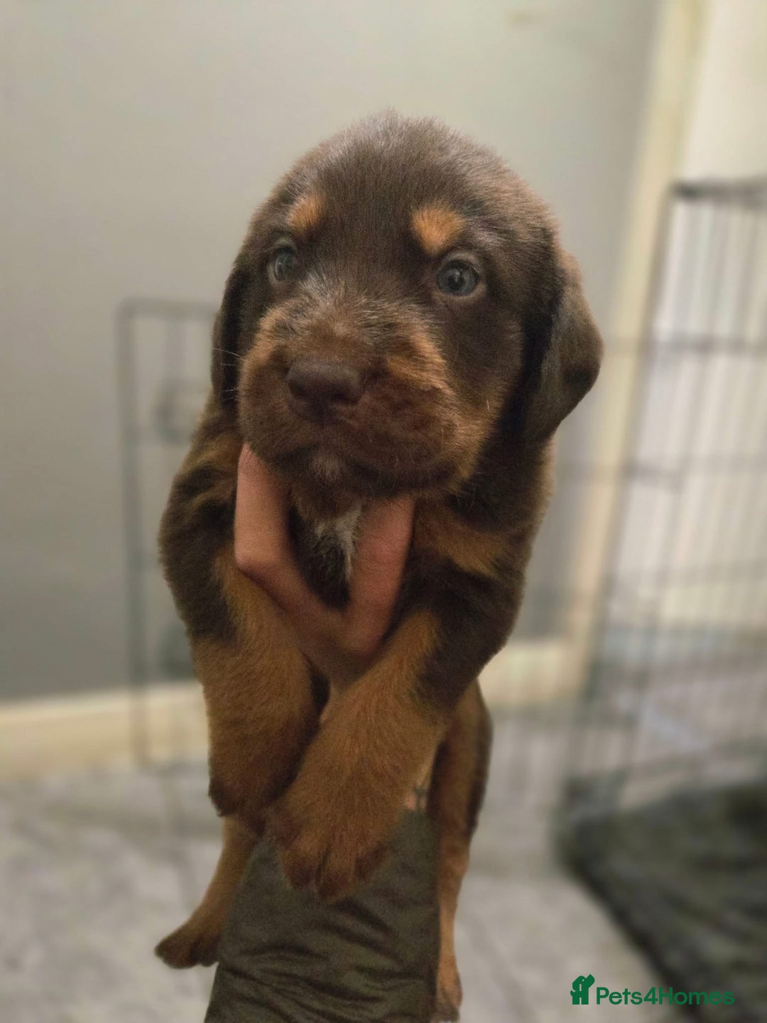 Labradoodle dogs for sale: LABRADOODLE PUPPYS - Image 3