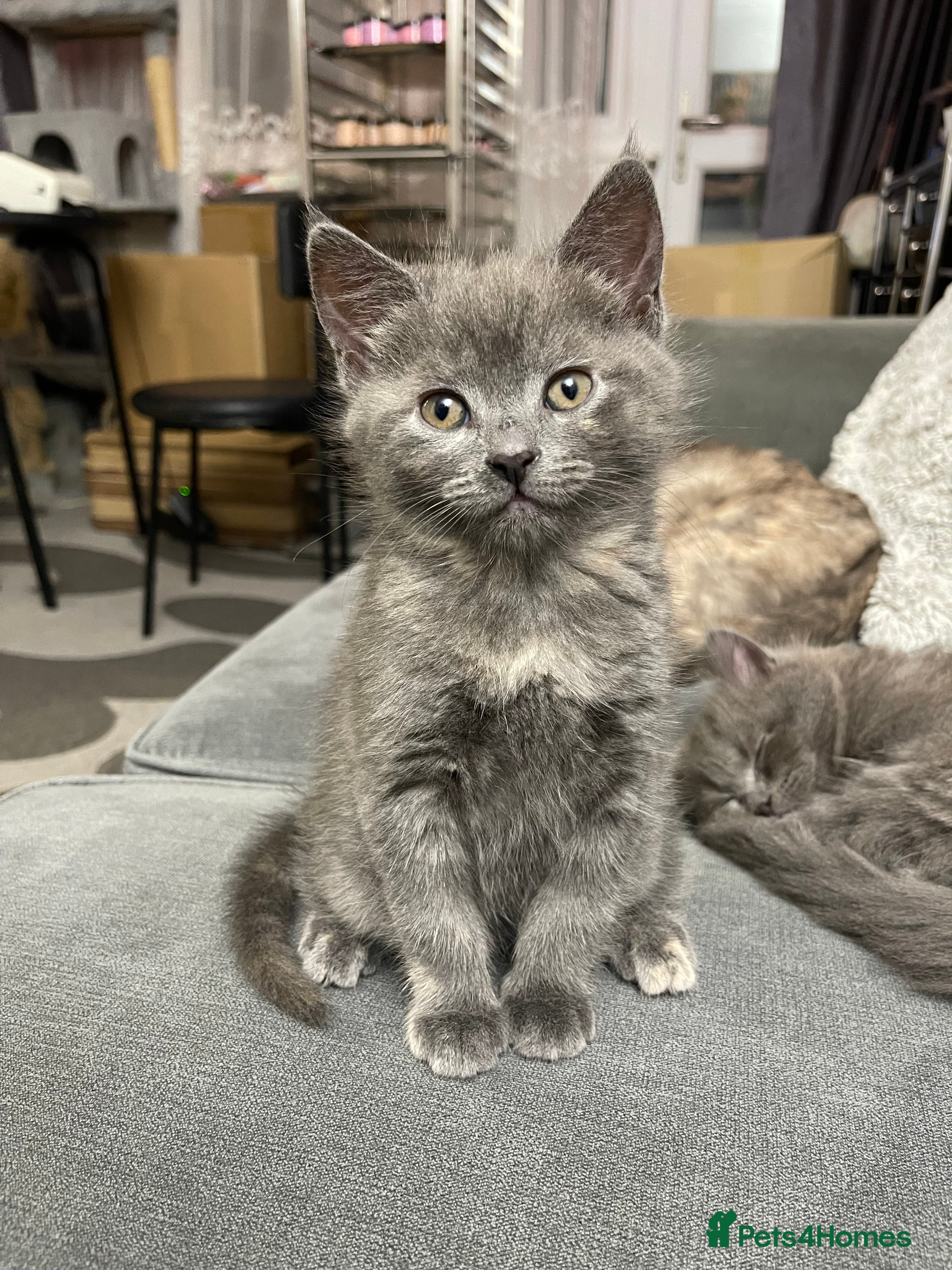 Mixed Breed cats 3/4 Maine Coon Polydactyl Kittens - Advert 9