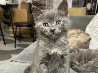 Mixed Breed cats 3/4 Maine Coon Polydactyl Kittens - Advert 9