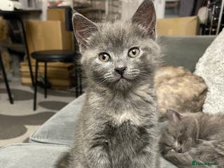 Mixed Breed cats *SOLD* 3/4 Maine Coon Polydactyl Kittens - Advert 16