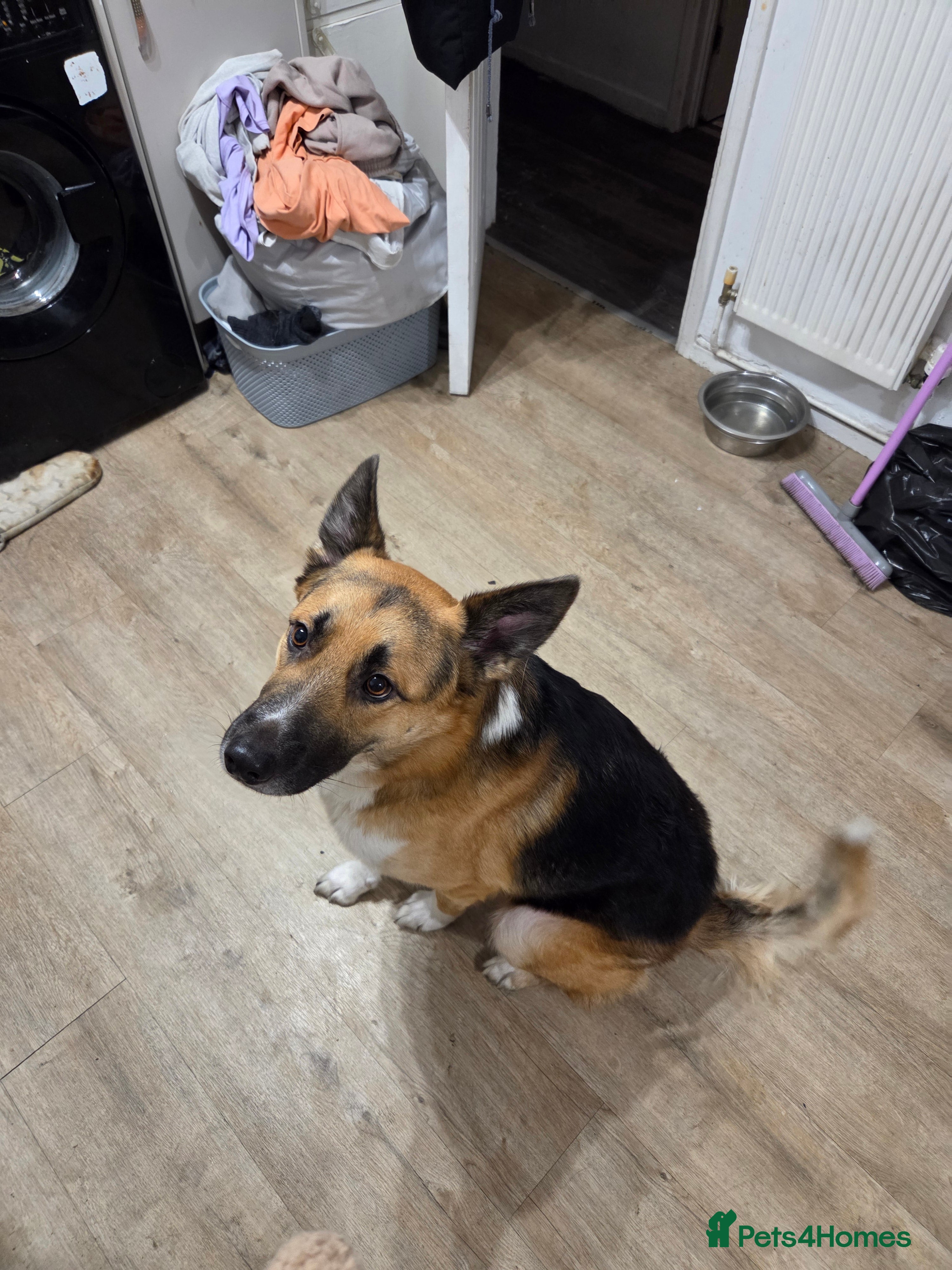 Mixed Breed dogs German Shepherd cross collie - Advert 1