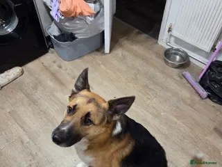 Mixed Breed dogs German Shepherd cross collie - Advert 1