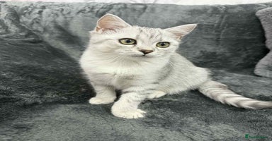 British Shorthair cats - Advert 15