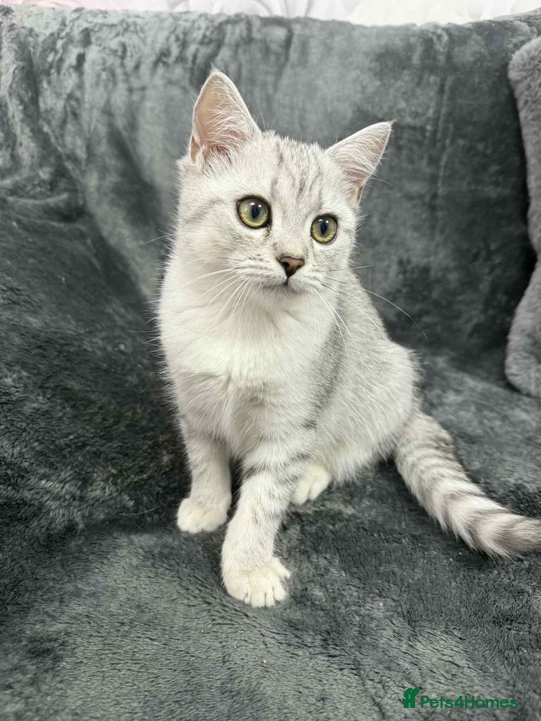 British Shorthair cats for sale: British shorthair kittens gccf ready now  - Advert 3