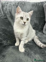 British Shorthair cats - Advert 15