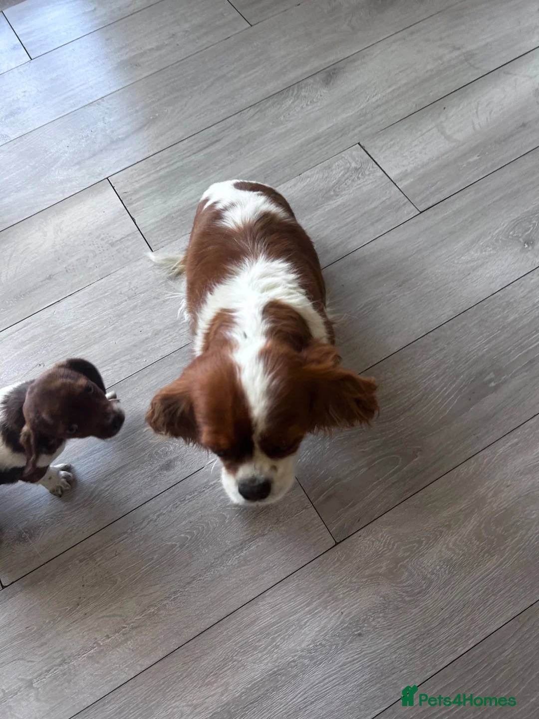 Mixed Breed dogs for sale: Beautiful Cavajack Puppies Ready to be homed  - Advert 8