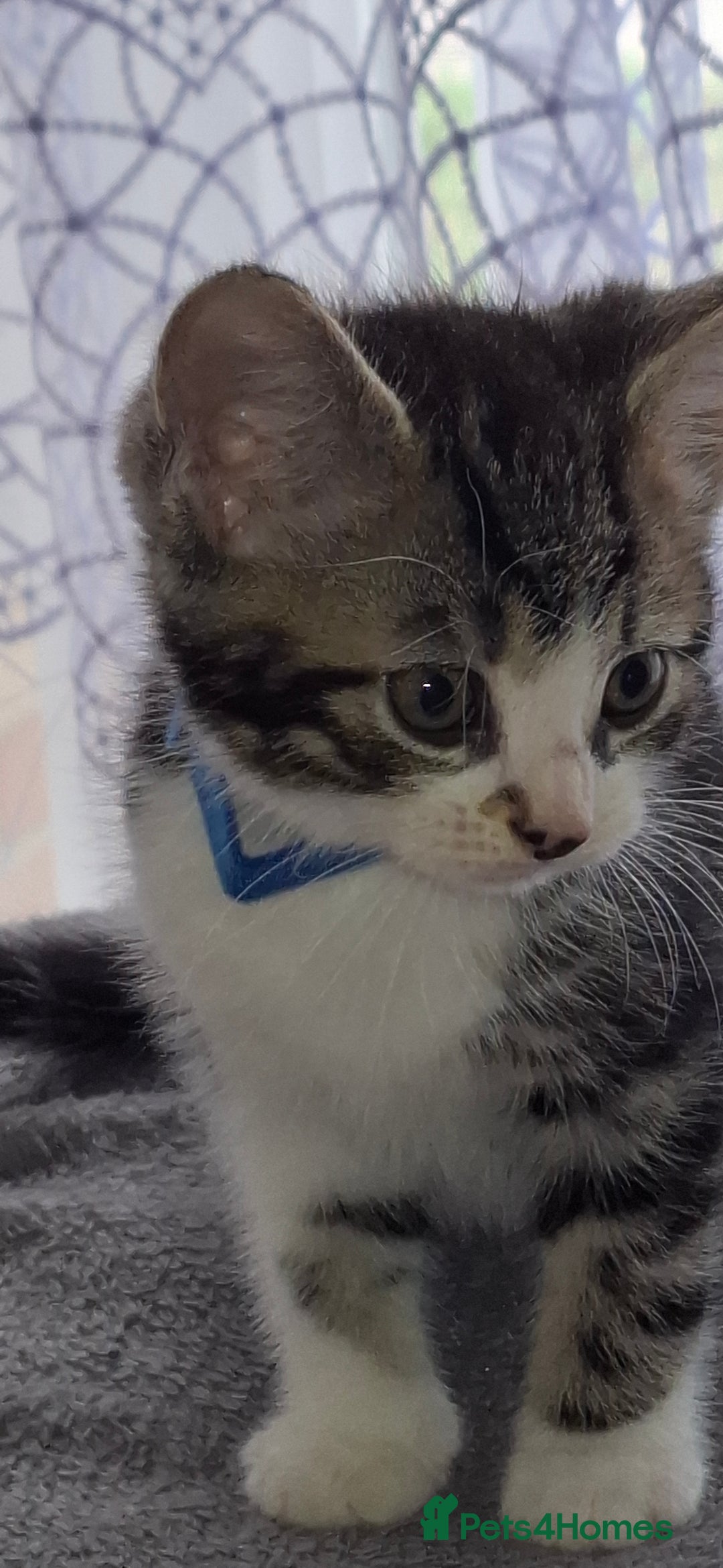 Mixed Breed cats for sale: Kittens looking for a forever home 🏡  - Image 3
