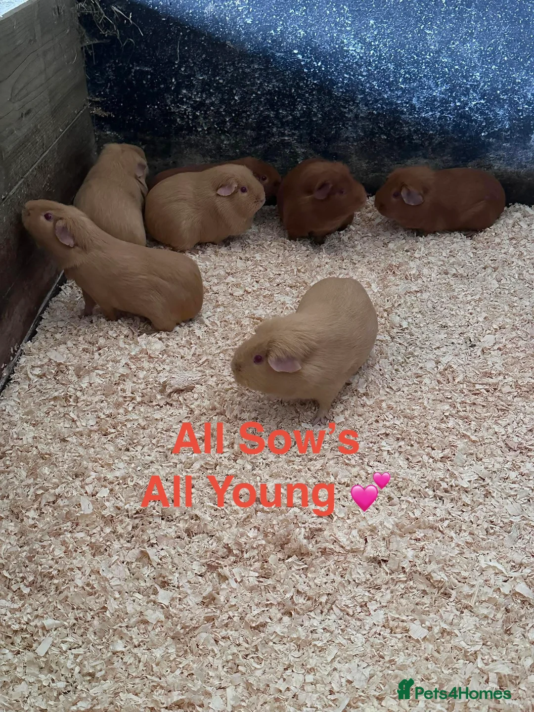 Guinea Pig rodents for sale: Guinea pigs lots of Young Show Sows and Boars  - Advert 1