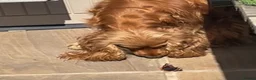Cocker Spaniel dogs for sale: Beautiful Golden Cocker Spaniel Puppies - KC Reg in Richmond - Advert 2