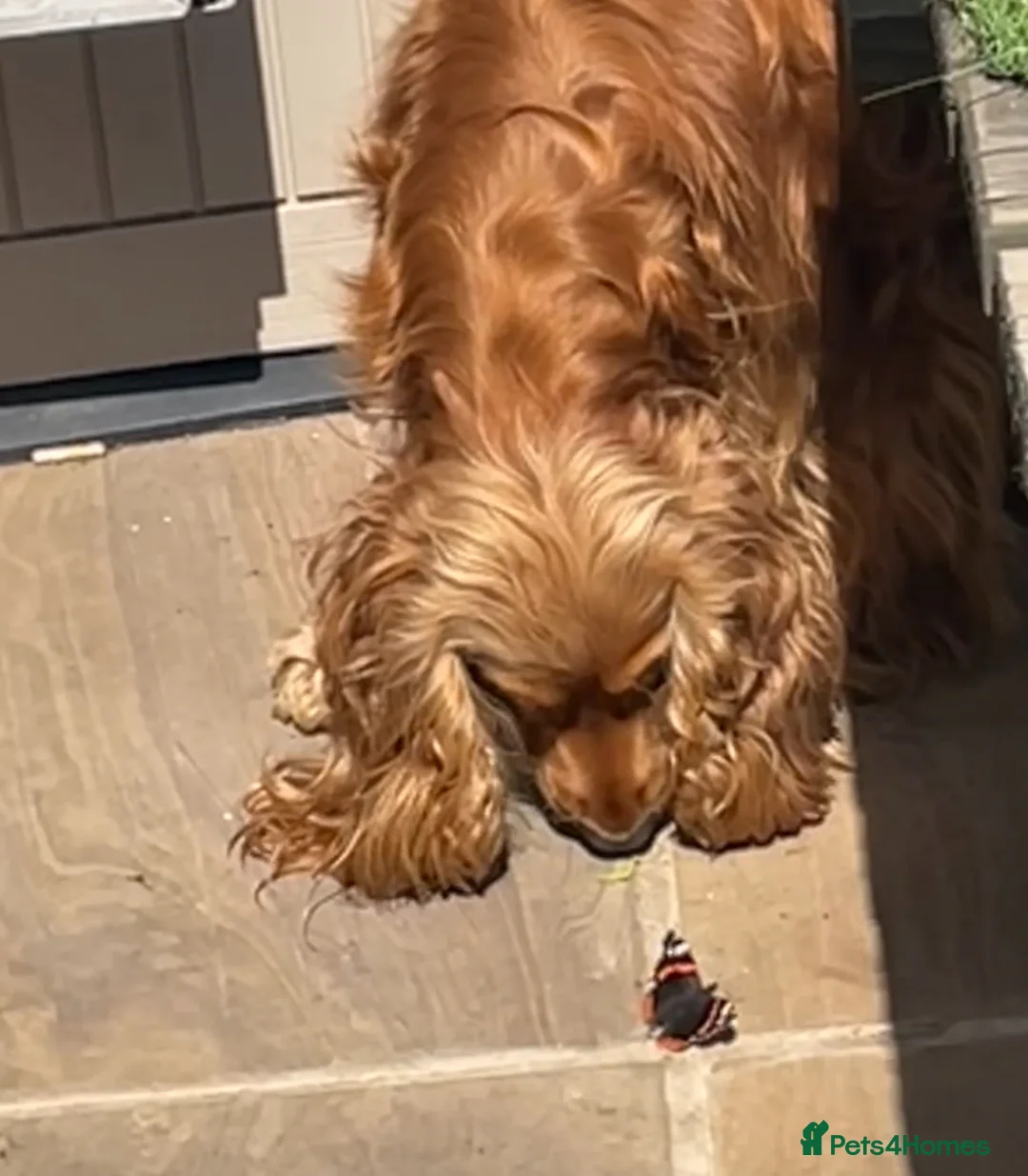 Cocker Spaniel dogs for sale: Beautiful Golden Cocker Spaniel Puppies - KC Reg in Richmond - Advert 2