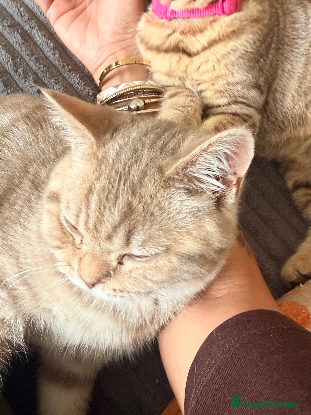 Mixed Breed cats for sale: Scottish Fold x BSH  - Advert 2