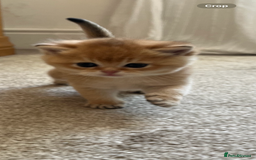 British Shorthair cats for sale: Gccf NY12 kittens world champion lines - Advert 8