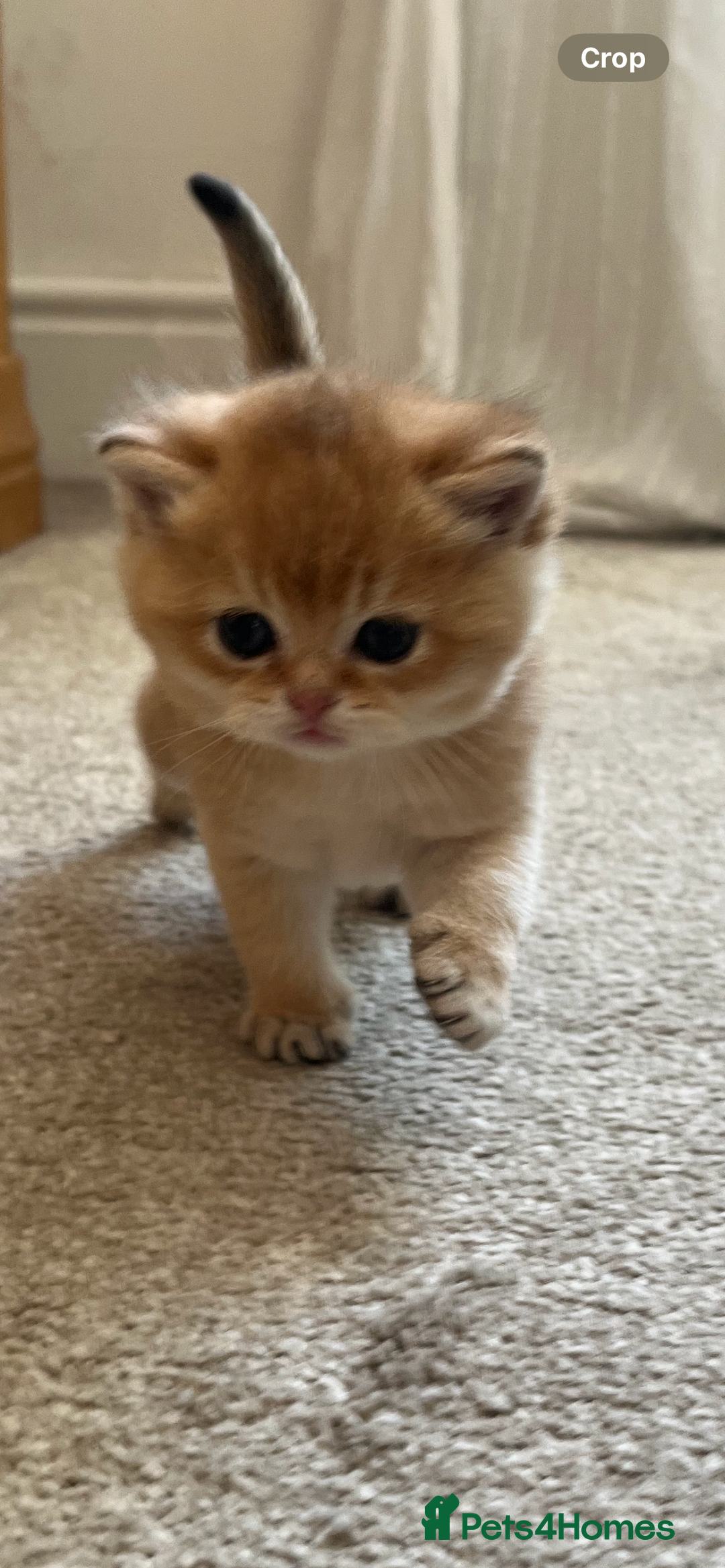 British Shorthair cats for sale: Gccf NY12 kittens world champion lines - Advert 8