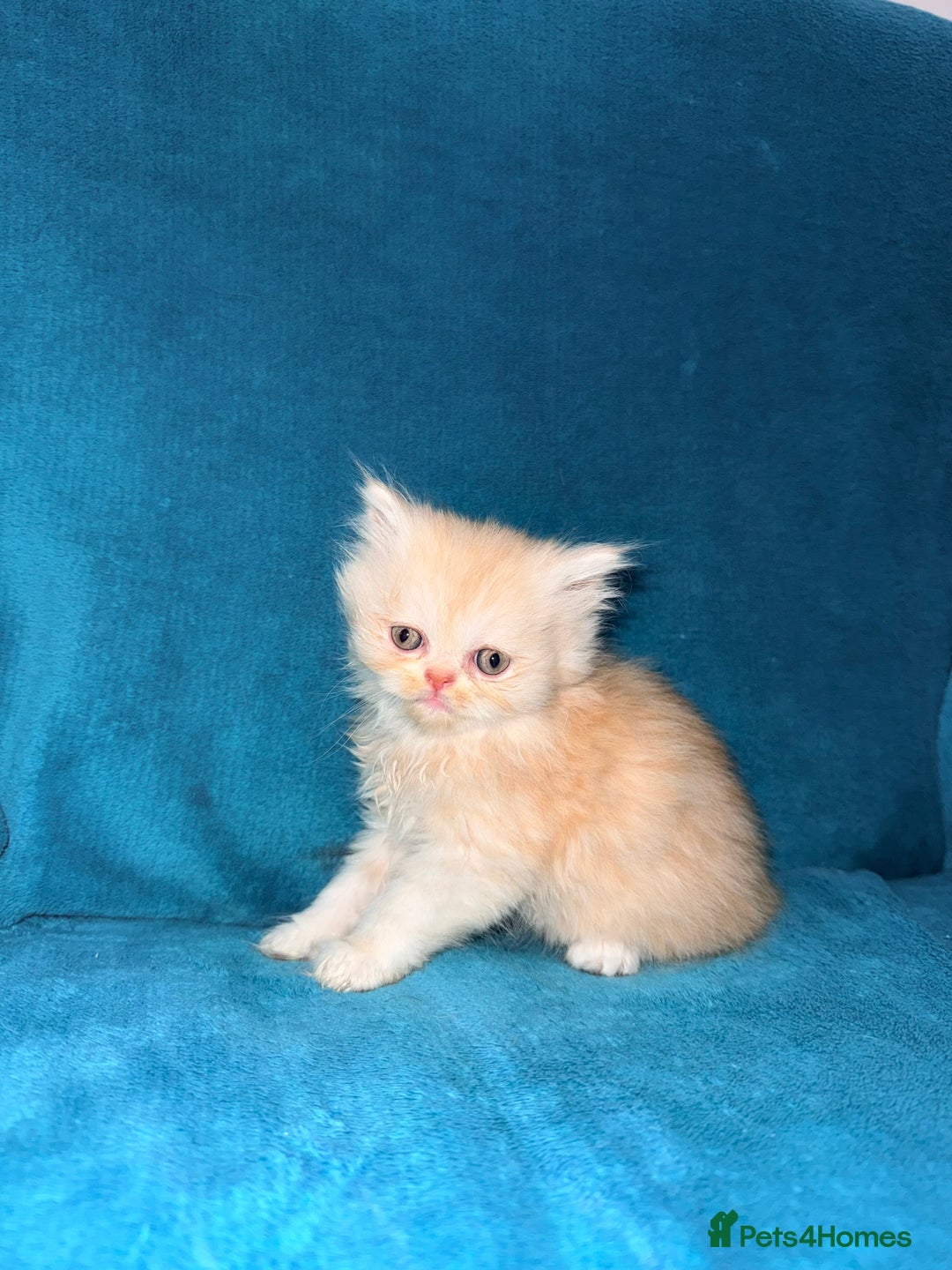 Persian cats for sale: Pedigree Persians for sale!  - Image 9