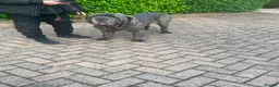 Neapolitan Mastiff dogs for sale: Creed the cute Neapolitan mastiff - Advert 6