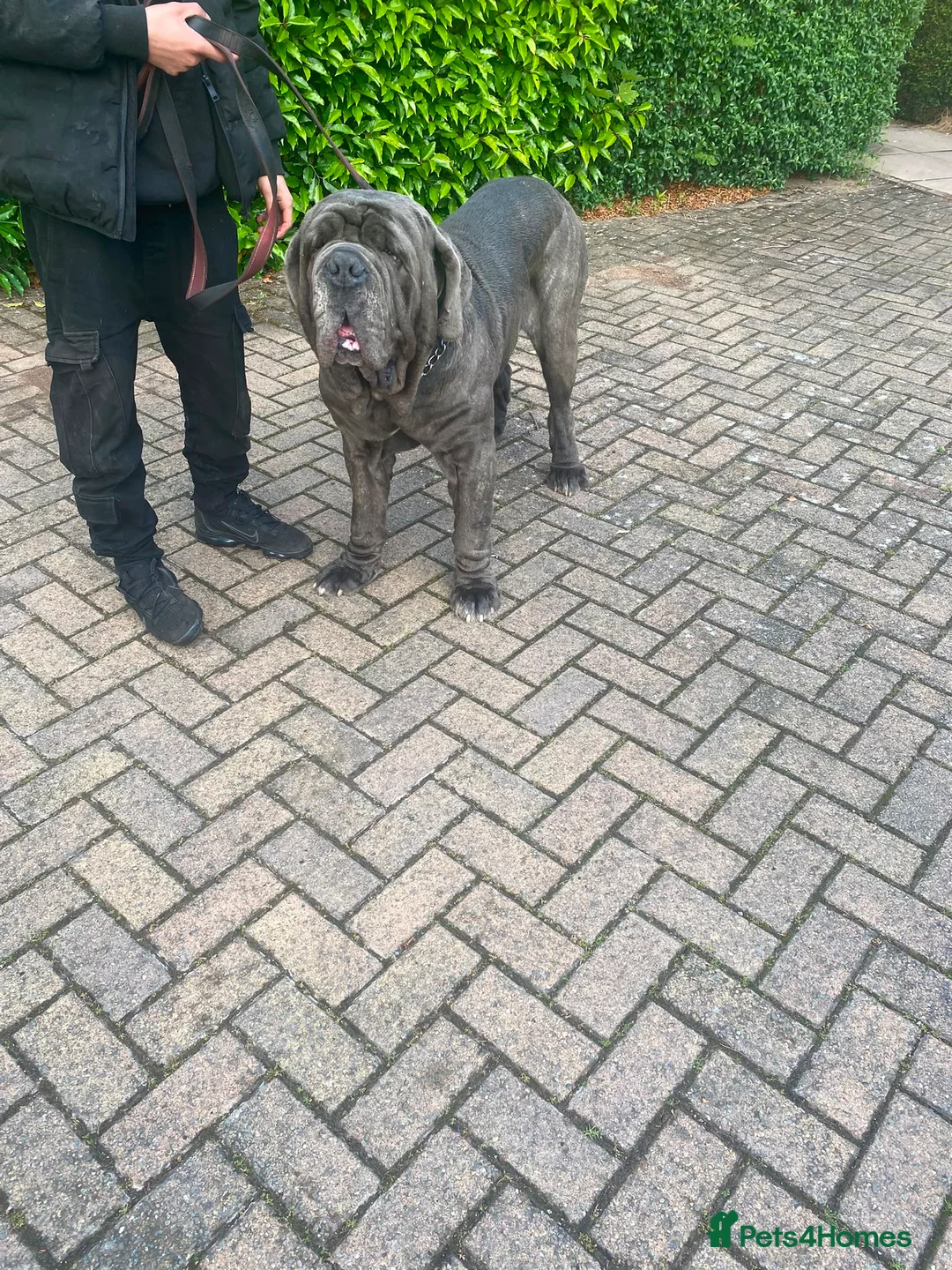 Neapolitan Mastiff dogs for sale: Creed the cute Neapolitan mastiff - Advert 6