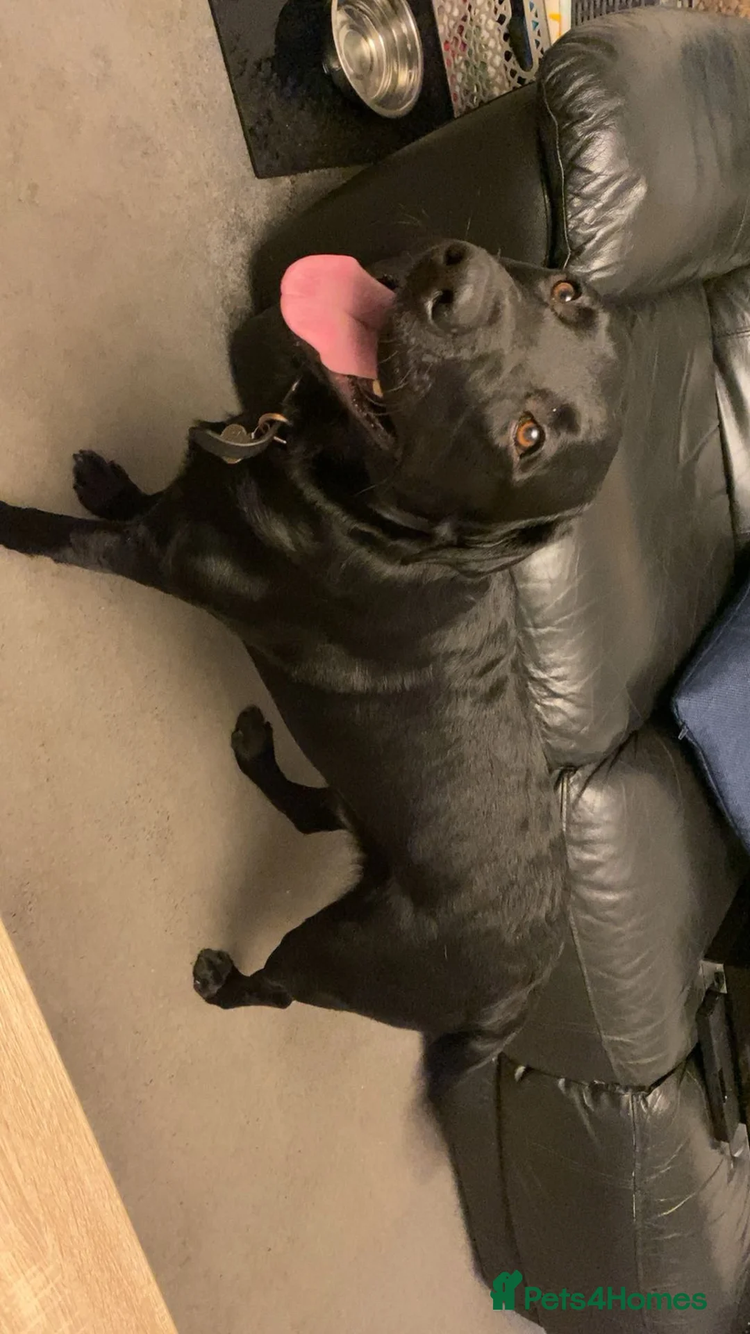 Labrador Retriever dogs for stud: BLACK LABRADOR FOR STUD - Advert 2