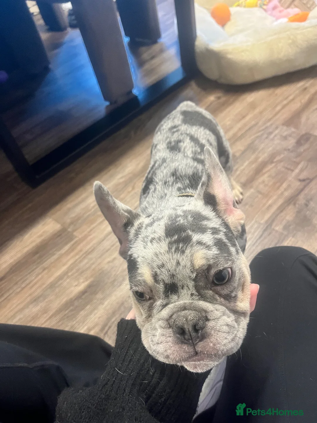 French Bulldog dogs for sale: French bulldog male  - Advert 2