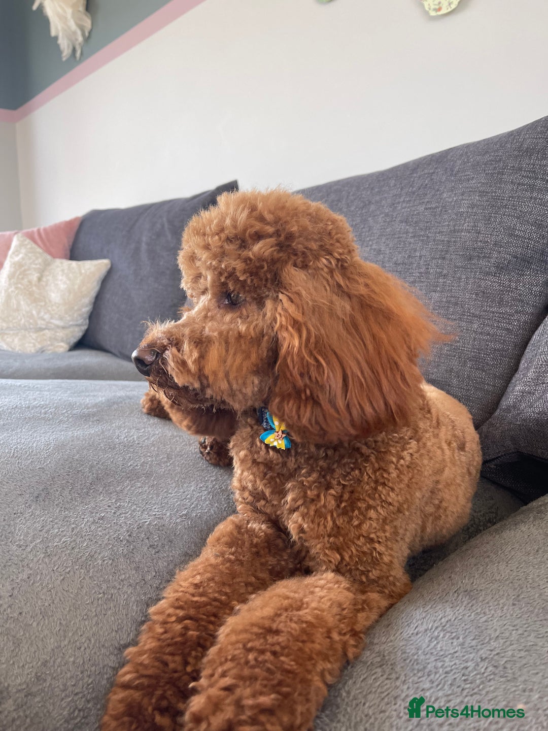Miniature Poodle dogs for stud: KC REGISTERED DEEP RED MINATURE POODLE STUD in Bathgate - Advert 10