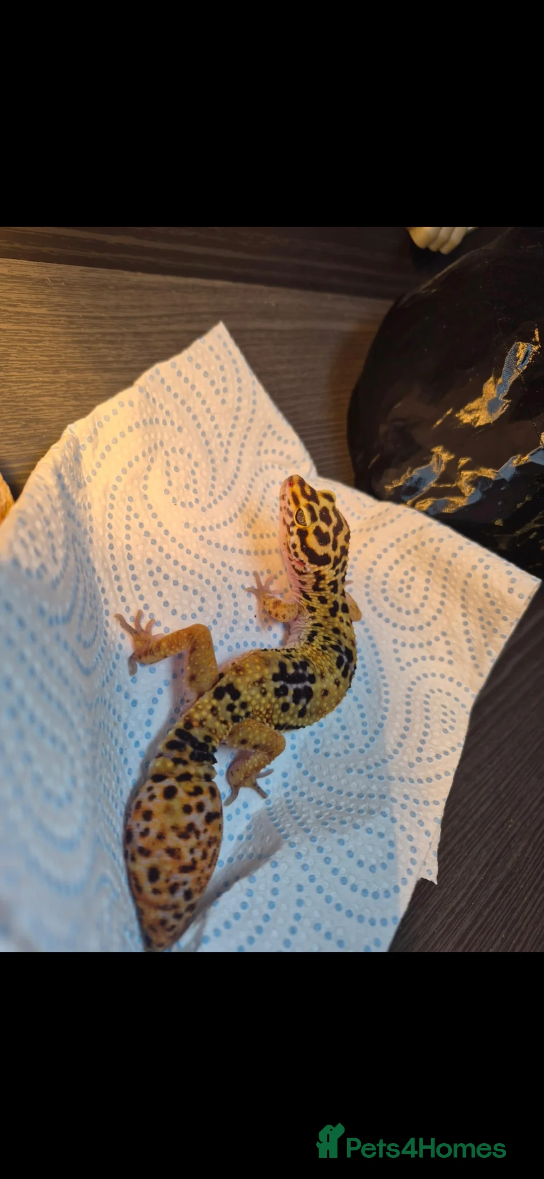 Leopard Gecko reptiles for sale: Leopard gecko - Advert 1