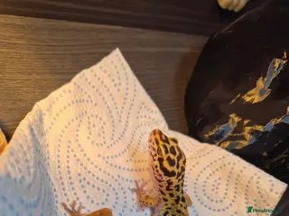 Leopard Gecko reptiles Leopard gecko - Advert 1