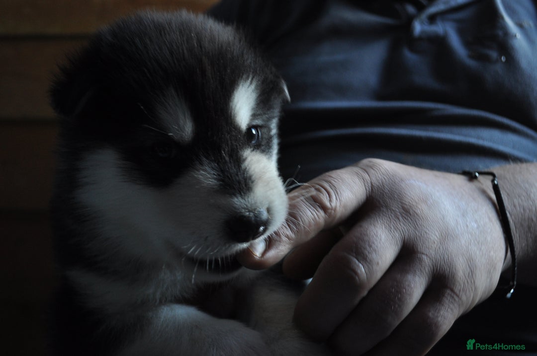 Alaskan Malamute dogs for sale: Alaskan Malamute Puppies - Advert 22