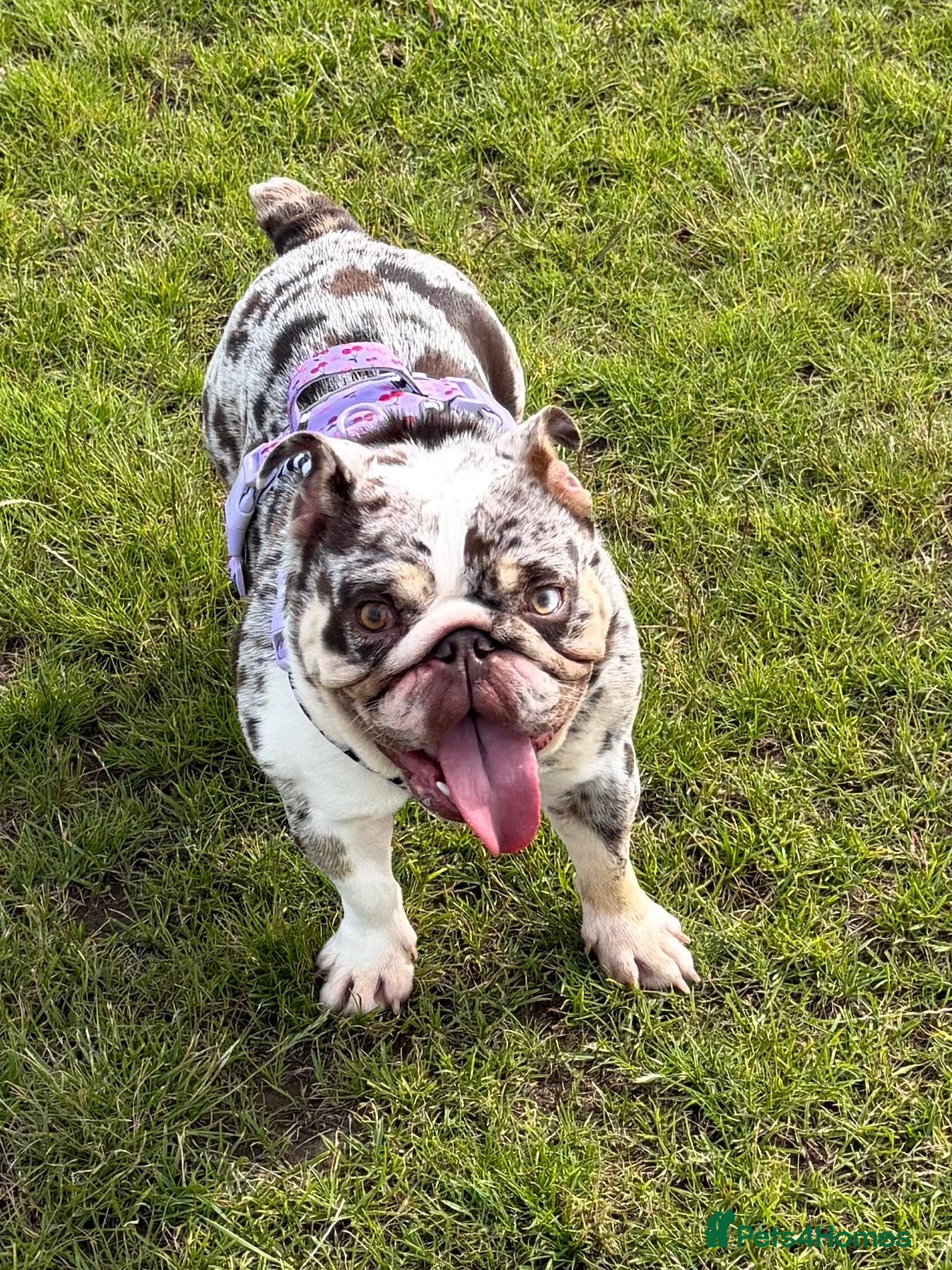 English Bulldog dogs Beautiful MERLE rare English Bulldog 🌸 - Advert 1