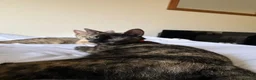 Mixed Breed cats for sale: Winnie  - Advert 1