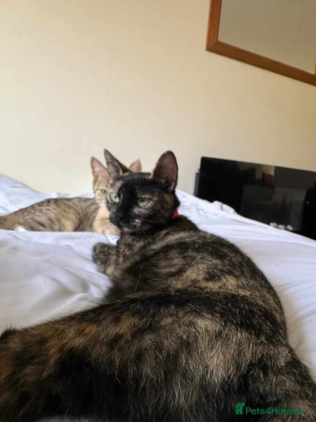 Mixed Breed cats for sale: Winnie  - Advert 1