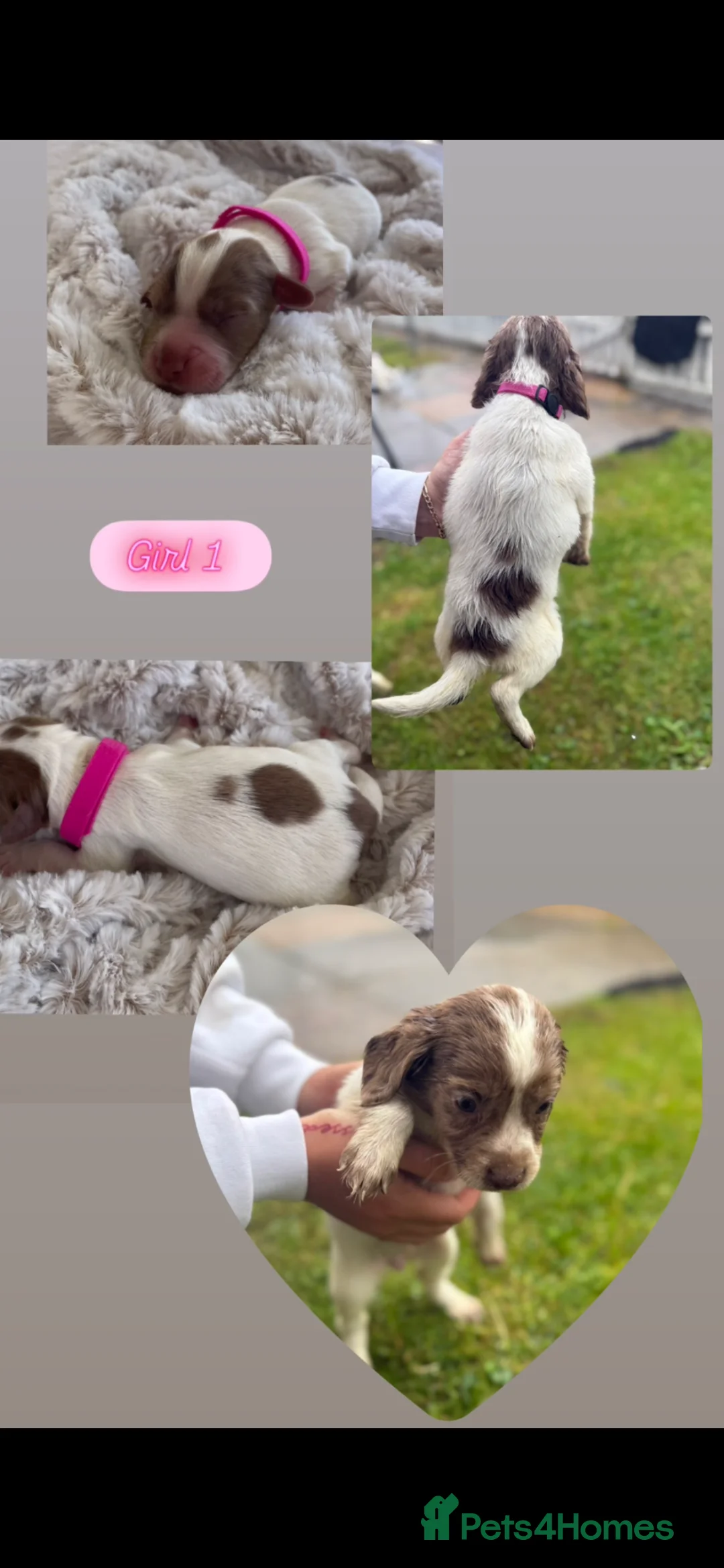 Sprocker dogs for sale: 8 F1 Sprocker spaniels  - Advert 1