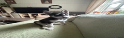 Siberian Husky dogs for sale: Adorable Siberian huskies (Artic Dreams) - Advert 25