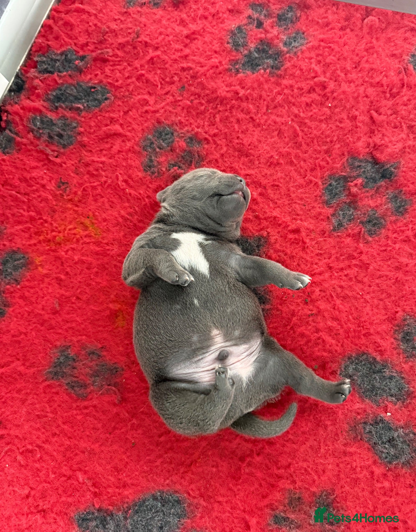 Staffordshire Bull Terrier dogs Luminastaffs & VaderBluStaf Last Pup Available - Advert 2