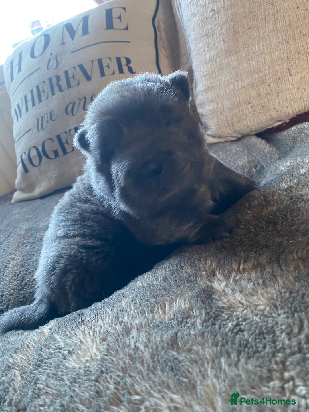 Shar Pei dogs for sale: Bear coat shar pei blue girl  - Advert 5