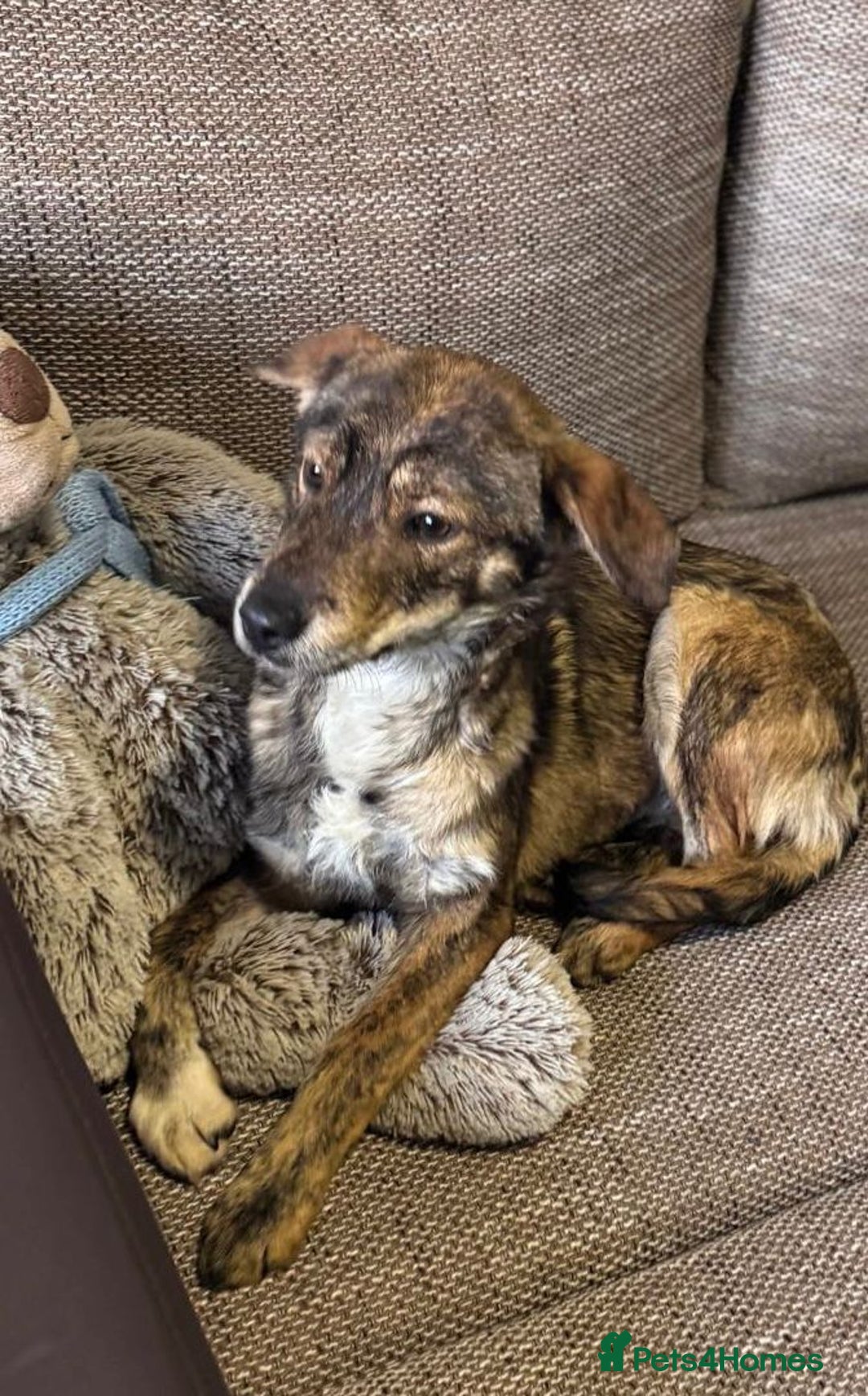 Mixed Breed dogs for adoption: Beautiful Bella needs her special home - Advert 15