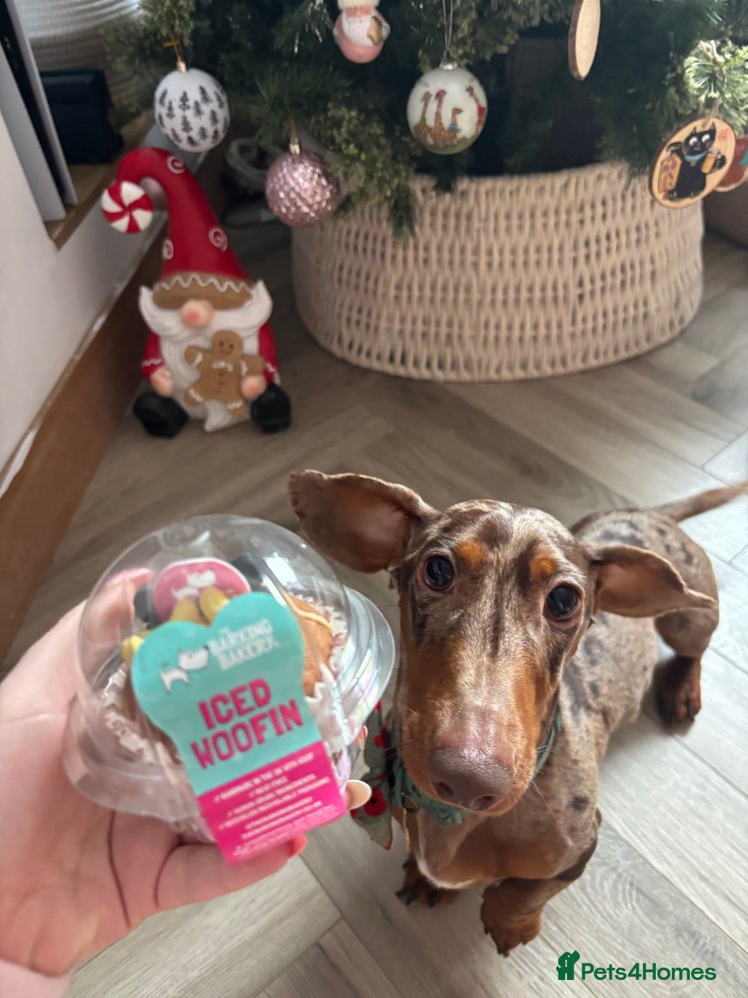 Miniature Dachshund dogs for stud: Proven KCReg Chocolate & Tan Dapple Dachshund Stud - Advert 2