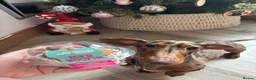 Miniature Dachshund dogs for stud: Proven KCReg Chocolate & Tan Dapple Dachshund Stud - Advert 2
