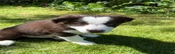 Border Collie dogs for sale: Litter of three striking Border Collie puppies  in Witney - Advert 14