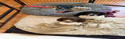 English Springer Spaniel dogs for sale: KC Registered Working Springer Spaniel Puppies - Advert 5
