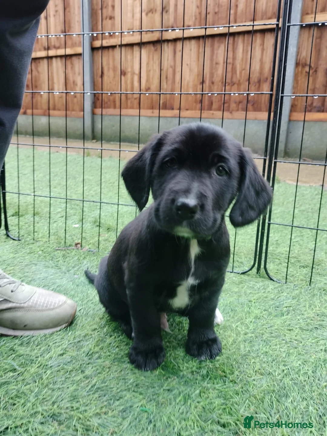 Mixed Breed dogs for sale: Cocker Spaniel x Border Collie Pups in Edgware - Advert 9