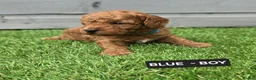 Toy Poodle dogs for sale: STUNNING RED KC TOY POODLE 🤩🐶 - Advert 16