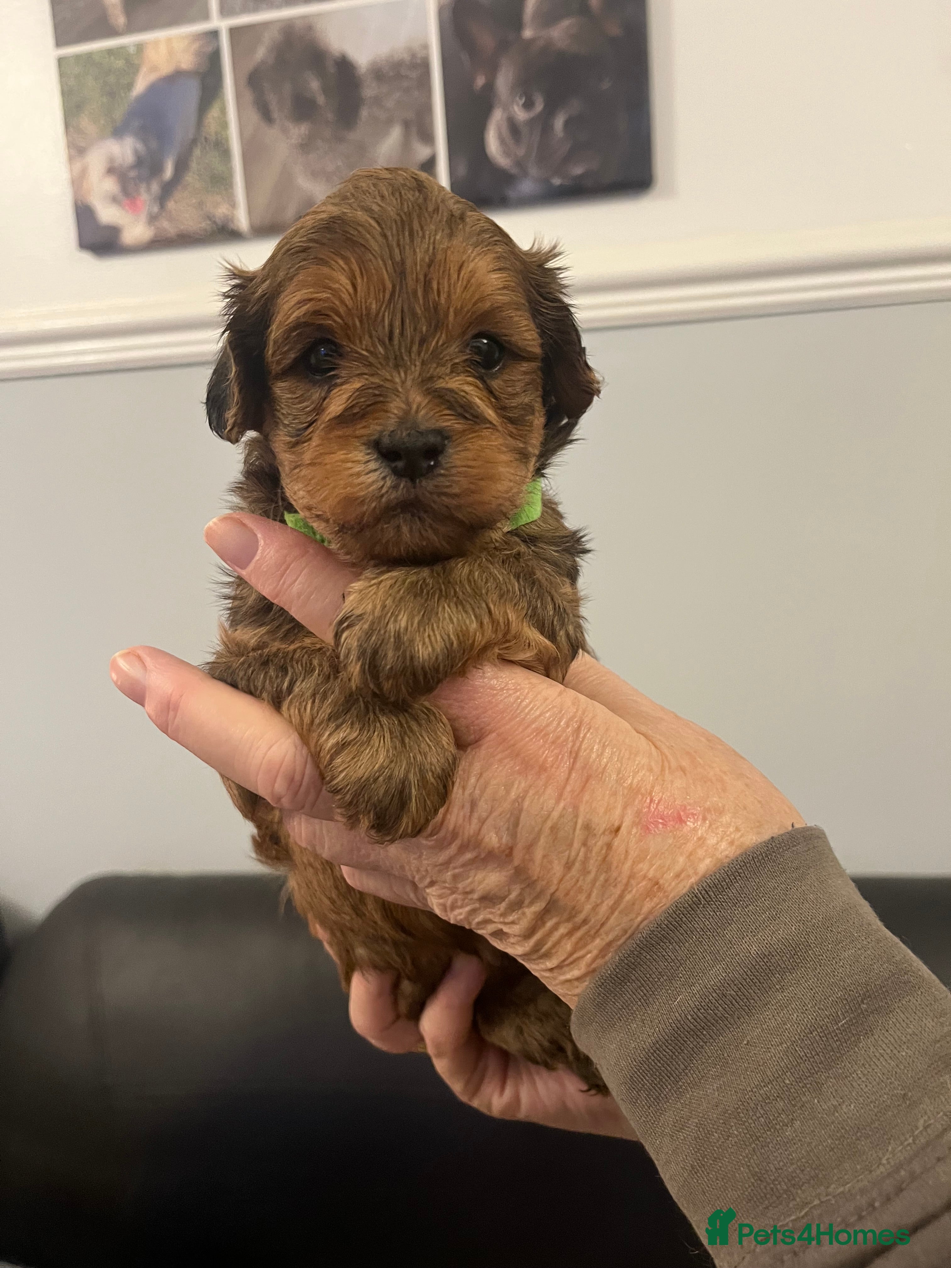 Lhasapoo dogs Lhasapoo pups - Advert 1