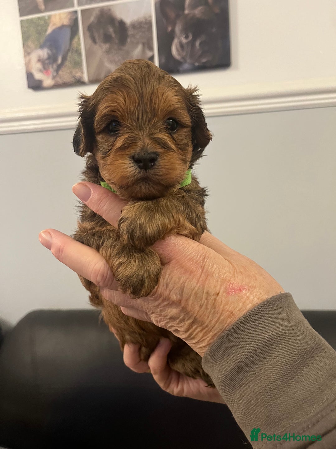 Lhasapoo dogs for sale: Lhasapoo pups - Advert 1