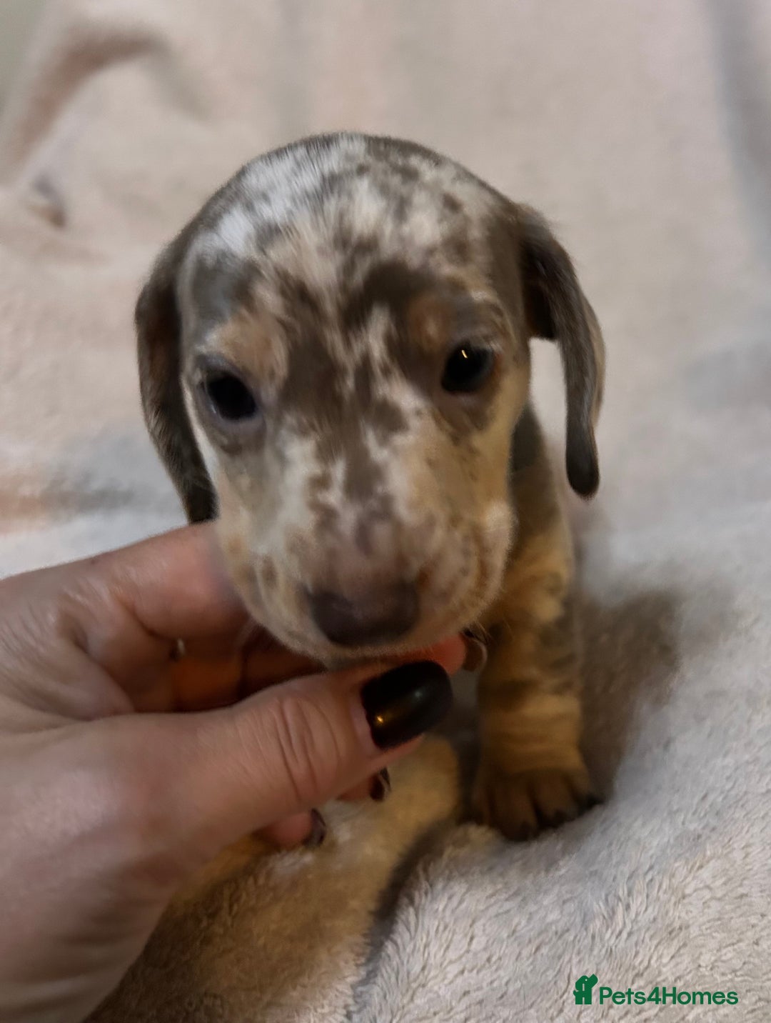 Miniature Dachshund dogs for sale: Miniature Dachshund Dapple Puppies  - Advert 9