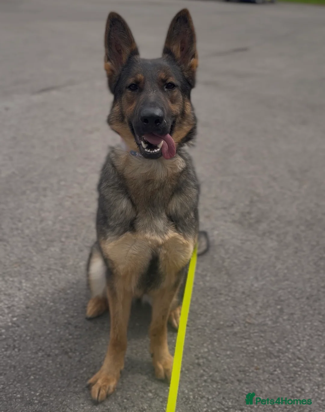 German Shepherd dogs for sale: Super pedigree part trained female  - Advert 2