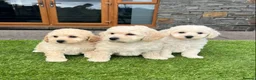 Poochon dogs for sale: Poochon Puppies - Advert 14