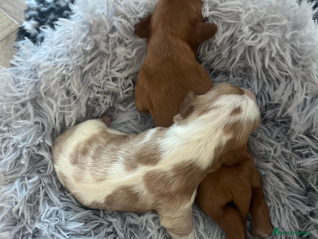 Cavalier King Charles Spaniel dogs for sale: Cavalier King Charles Spaniel Puppies Available - Advert 7